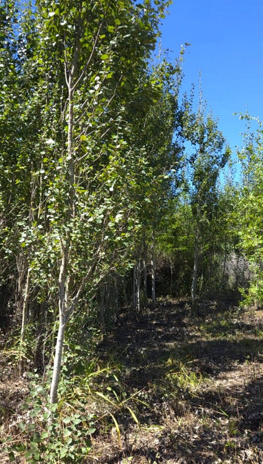 Lote a metros del rio Los Reartes